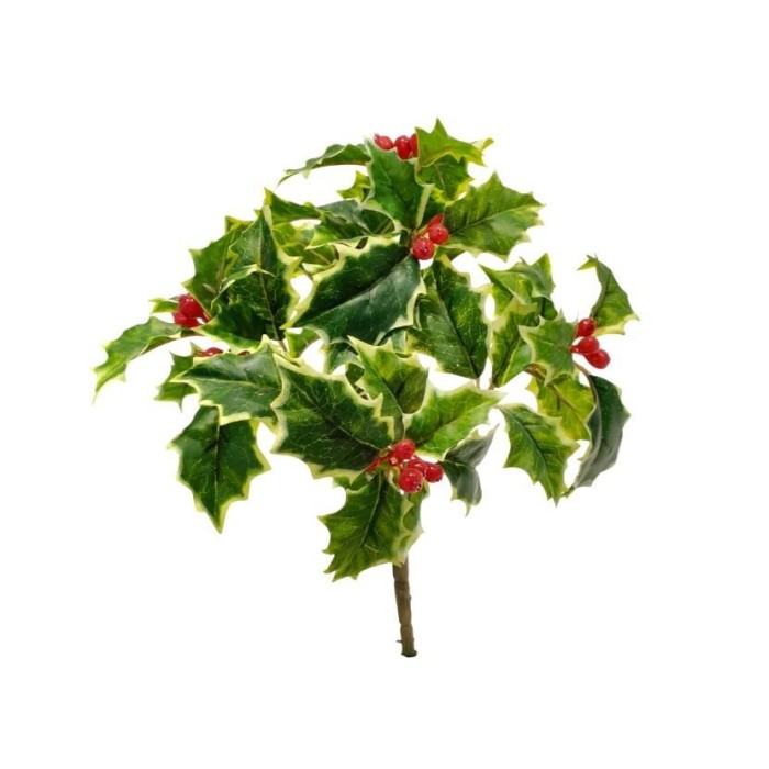 AGRIFOGLIO BUSH X48 10 BACCHE VARIEGATO 20CM.